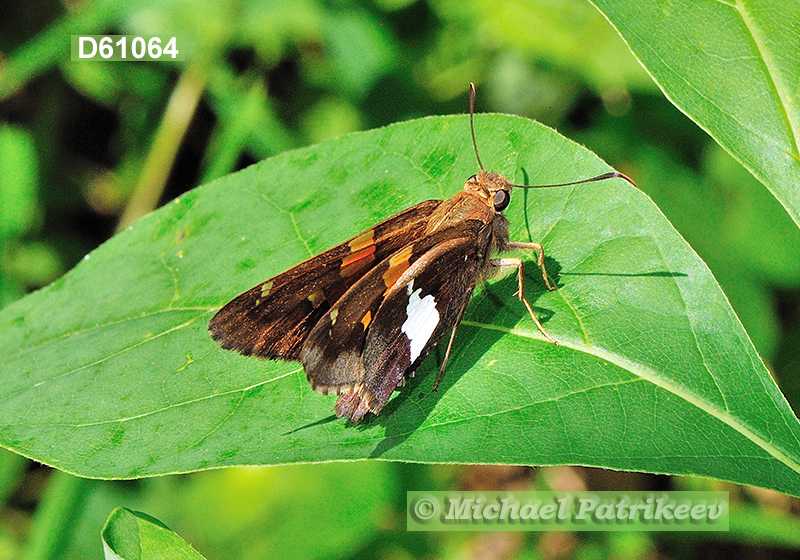 Silver-spotted Skipper (Epargyreus clarus)